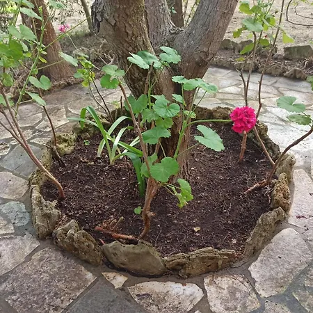 Messavrisi Halikounas